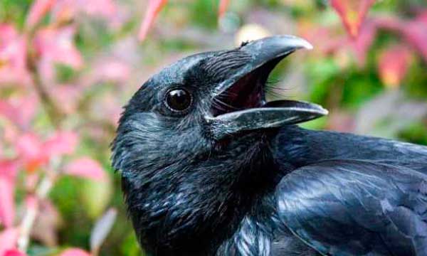 معلومات عن الغراب : أكثر الطيور ذكاء على كوكب الأرض