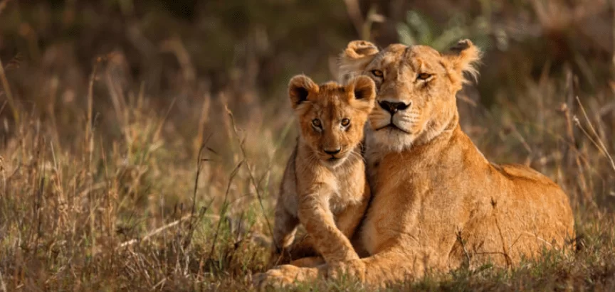 خصائص الثدييات : مخلوقات مذهلة تشاركنا نفس الكوكب 1 الثدييات