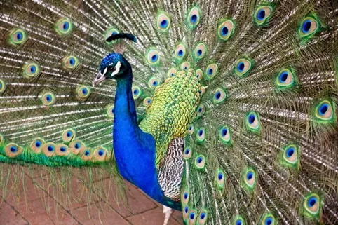 معلومات عن الطاووس : الطائر الملكي المثير للجدل 12 الطاووس