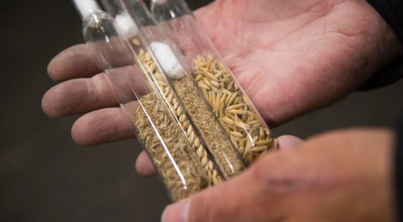 عينات من محاصيل القمح