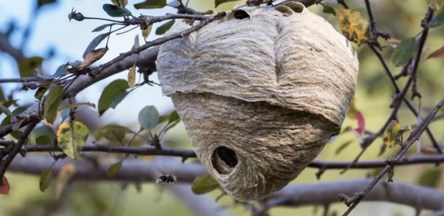 مخلوقات وكائنات مبدعة : تنافس البشر في الهندسة والبناء 1 مخلوقات وكائنات مبدعة