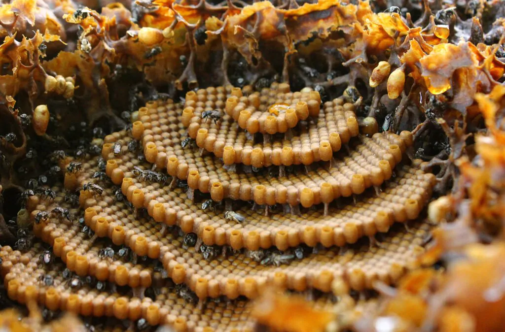 خلية النحل من الداخل