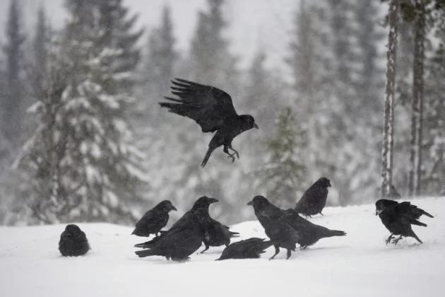 الغربان طيور اجتماعية