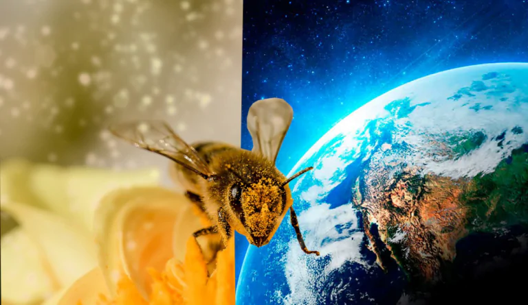ماذا لو اختفى النحل ماذا سيحدث للحيوانات والبشر والطبيعة