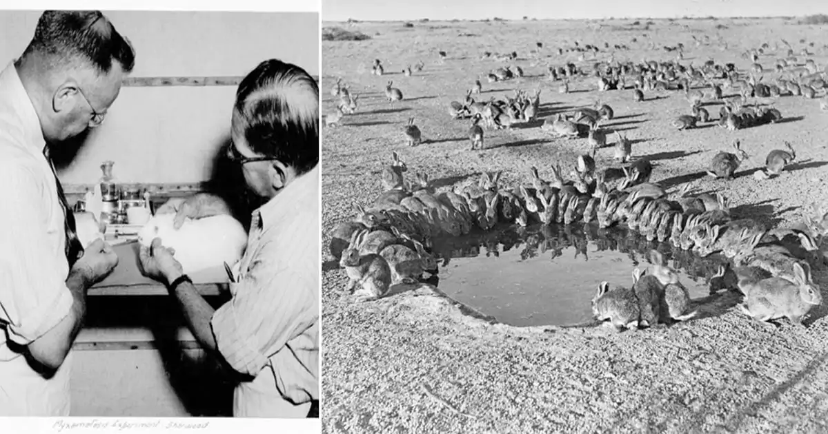 ازمة الارانب في استراليا وكيف احتلت البلاد وتسببت في كارثة 1 ازمة الارانب في استراليا 2