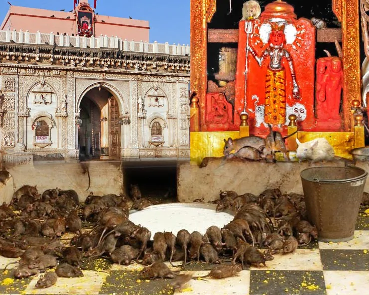 معبد كارني ماتا في الهند : المكان الذي تعامل فيه الفئران كالآلهة