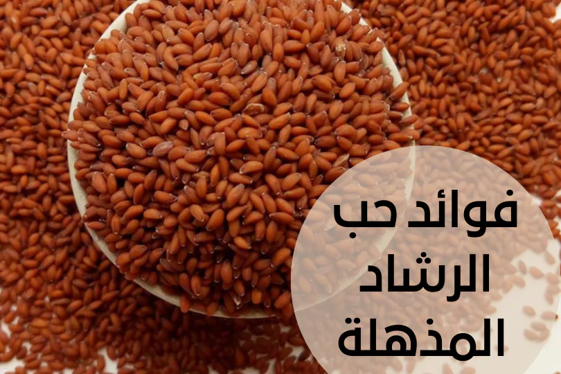 حب الرشاد لزيادة الوزن : نصائح ووصفات لزيادة وزنك بطرق صحية 1 حب الرشاد لزيادة الوزن