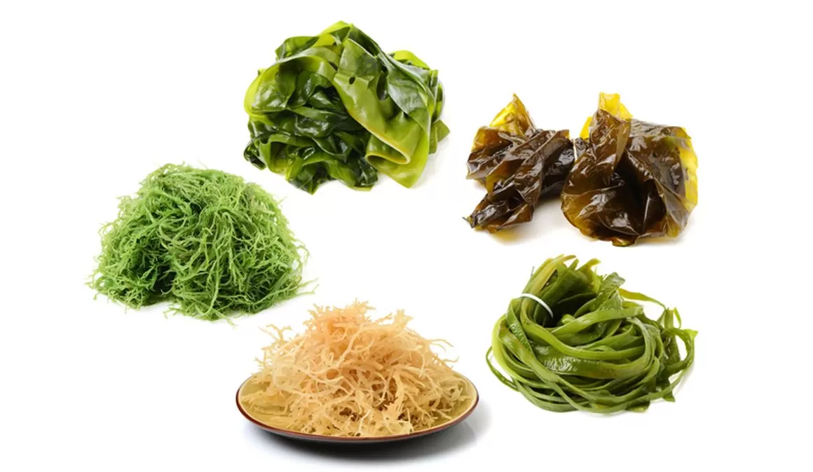 طحالب البحر : تعرف معنا على أهم فوائدها الصحية والتجميلية بالتفصيل 1 طحالب البحر