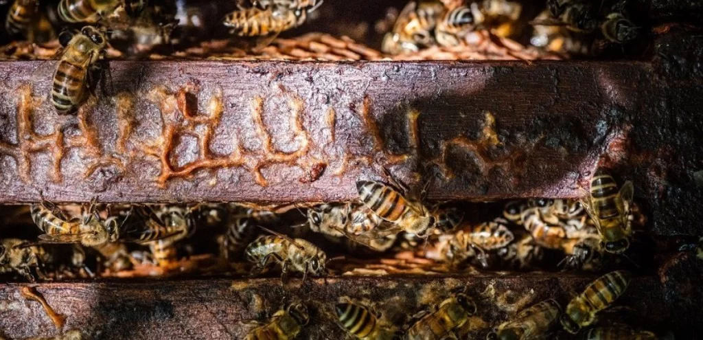 نظرة مقربة لطريقة انتاج النحل للعكبر