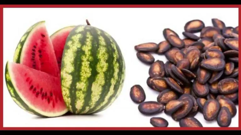 فوائد بذور البطيخ