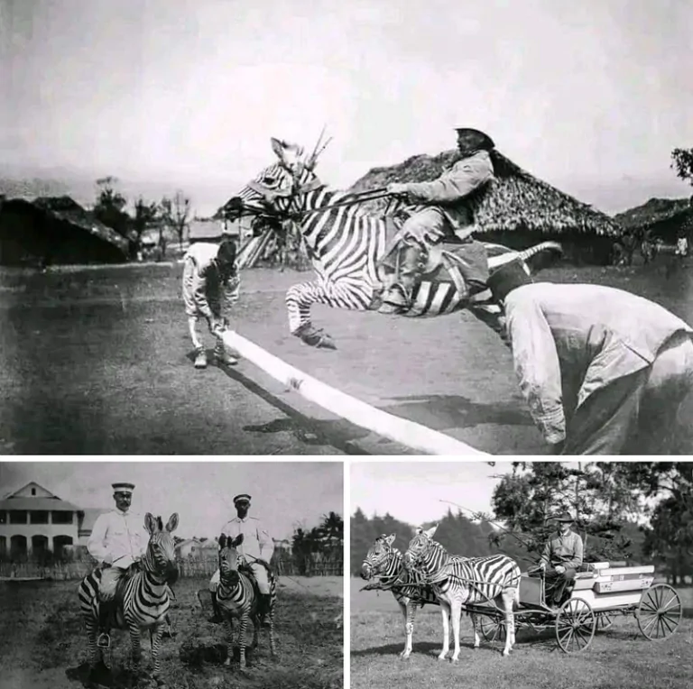 محاولات تدجين الحمار الوحشي: رحلة فاشلة عبر الزمن